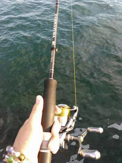 アジたあくさん